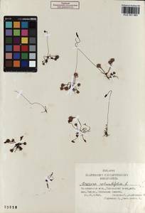 KUZ 001 983, Drosera rotundifolia L., Siberia, Altai & Sayany Mountains (S2) (Russia)