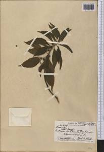 Scaevola, America (AMER) (United States)