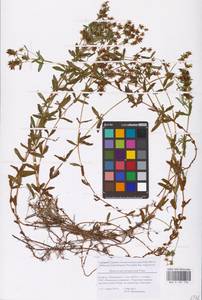 Hypericum tetrapterum Fr., Eastern Europe, Belarus (E3a) (Belarus)