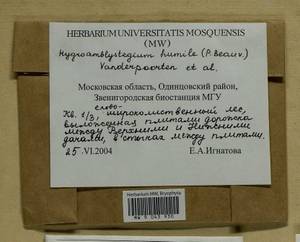 Hygroamblystegium humile (P. Beauv.) Vanderp., Hedenäs & Goffinet, Bryophytes, Bryophytes - Moscow City & Moscow Oblast (B6a) (Russia)