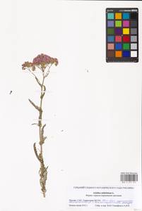 Achillea millefolium L., Eastern Europe, Moscow region (E4a) (Russia)