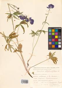 Aconitum delphinifolium DC., Siberia, Chukotka & Kamchatka (S7) (Russia)