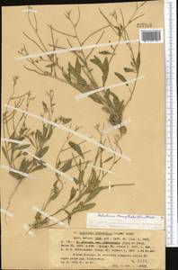 Strigosella africana (L.) Botsch., Middle Asia, Western Tian Shan & Karatau (M3) (Kazakhstan)