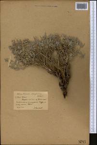 Helianthemum songaricum Schrenk, Middle Asia, Northern & Central Tian Shan (M4) (Kyrgyzstan)