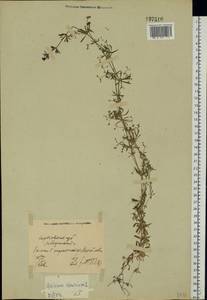 Galium spurium L., Eastern Europe, North Ukrainian region (E11) (Ukraine)