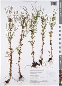 Epilobium lamyi F. W. Schultz, Eastern Europe, Central region (E4) (Russia)