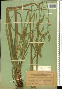 Festuca drymeja Mert. & W.D.J.Koch, Caucasus, Azerbaijan (K6) (Azerbaijan)