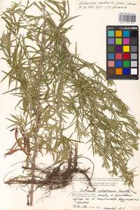 Artemisia umbrosa Turcz. ex DC., Eastern Europe, Moscow region (E4a) (Russia)