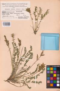 Oxytropis sordida (Willd.) Pers., Eastern Europe, Northern region (E1) (Russia)