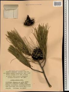 Pinus brutia var. eldarica (Medw.) Silba, Caucasus, Azerbaijan (K6) (Azerbaijan)