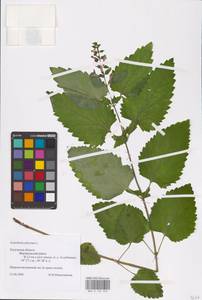 MHA 0 155 329, Scutellaria altissima L., Eastern Europe, Central region (E4) (Russia)