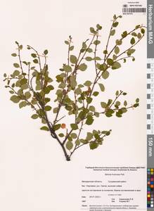 Betula fruticosa Pall., Siberia, Chukotka & Kamchatka (S7) (Russia)