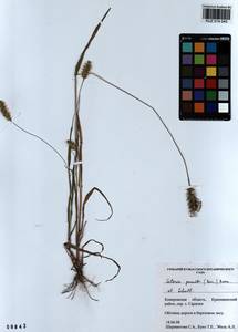 Setaria pumila (Poir.) Roem. & Schult., Siberia, Altai & Sayany Mountains (S2) (Russia)