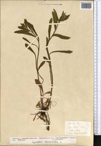 Lycopsis arvensis subsp. orientalis (L.) Kuzn., Middle Asia, Kopet Dag, Badkhyz, Small & Great Balkhan (M1) (Turkmenistan)
