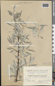 Elaeagnus angustifolia L., Eastern Europe, North Ukrainian region (E11) (Ukraine)