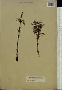 Equisetum sylvaticum L., Eastern Europe, Moscow region (E4a) (Russia)