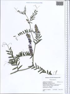 Vicia cracca L., Middle Asia, Western Tian Shan & Karatau (M3) (Kyrgyzstan)