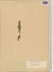 Sideritis montana L., Caucasus, Armenia (K5) (Armenia)