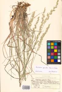 Koeleria pyramidata subsp. pyramidata, Eastern Europe, Moscow region (E4a) (Russia)