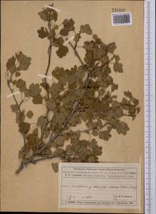 Ribes saxatile Pall., Middle Asia, Muyunkumy, Balkhash & Betpak-Dala (M9) (Kazakhstan)