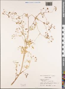 Pimpinella scaberula (Franch.) H.Boissieu, South Asia, South Asia (Asia outside ex-Soviet states and Mongolia) (ASIA) (China)