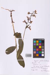 Epipactis palustris (L.) Crantz, Eastern Europe, Moscow region (E4a) (Russia)