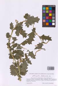 Atriplex tatarica L., Eastern Europe, Moscow region (E4a) (Russia)