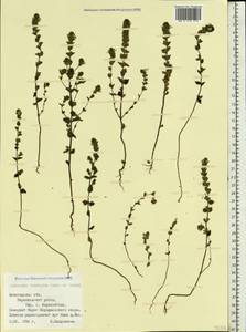 Euphrasia ×vernalis List, Eastern Europe, Northern region (E1) (Russia)