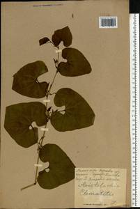 Aristolochia clematitis L., Eastern Europe, North Ukrainian region (E11) (Ukraine)