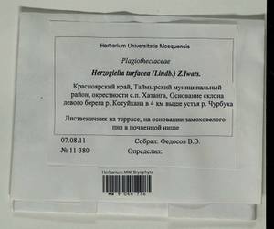 Herzogiella turfacea (Lindb.) Z. Iwats., Bryophytes, Bryophytes - Krasnoyarsk Krai, Tyva & Khakassia (B17) (Russia)