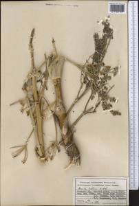 Ferula kelleri Koso-Pol., Middle Asia, Pamir & Pamiro-Alai (M2) (Kyrgyzstan)