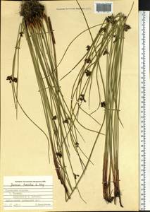 Juncus haenkei E.Mey., Siberia, Russian Far East (S6) (Russia)