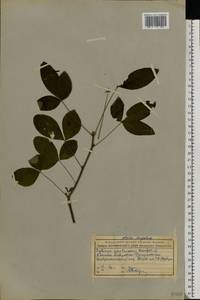 Ptelea trifoliata L., Eastern Europe, Moscow region (E4a) (Russia)