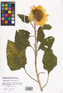 Helianthus annuus L., Eastern Europe, Moscow region (E4a) (Russia)