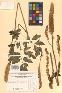 Actaea simplex (DC.) Wormsk. ex Fisch. & C. A. Mey., Siberia, Russian Far East (S6) (Russia)