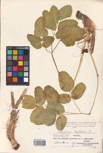 Laserpitium latifolium L., Eastern Europe, Western region (E3) (Russia)