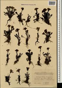 Pedicularis crassirostris Bunge, Caucasus, Stavropol Krai, Karachay-Cherkessia & Kabardino-Balkaria (K1b) (Russia)