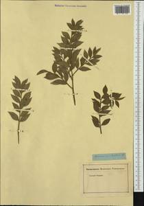 Ruscus aculeatus L., Western Europe (EUR) (Not classified)