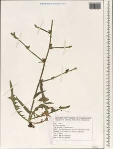 Cichorium intybus L., South Asia, South Asia (Asia outside ex-Soviet states and Mongolia) (ASIA) (Iran)
