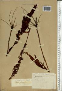 Rumex stenophyllus Ledeb., Eastern Europe, Lower Volga region (E9) (Russia)