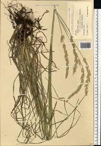 Koeleria pyramidata subsp. pyramidata, Eastern Europe, Latvia (E2b) (Latvia)