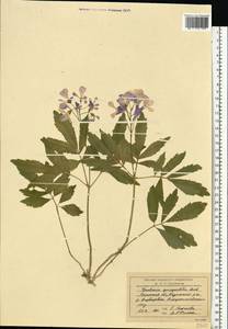 Cardamine quinquefolia (M. Bieb.) Schmalh., Eastern Europe, Central region (E4) (Russia)