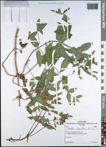 Mentha longifolia (L.) L., Siberia, Altai & Sayany Mountains (S2) (Russia)