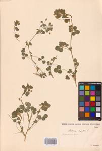 Medicago lupulina L., Eastern Europe, Lower Volga region (E9) (Russia)