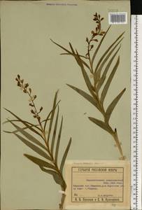Cephalanthera longifolia (L.) Fritsch, Eastern Europe, Eastern region (E10) (Russia)