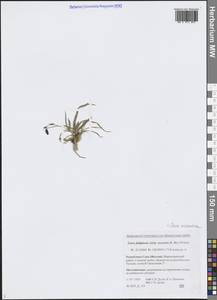 Carex fuliginosa Schkuhr, Siberia, Yakutia (S5) (Russia)