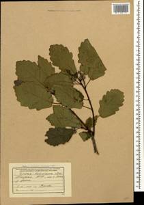 Quercus hartwissiana Steven, Caucasus, Abkhazia (K4a) (Abkhazia)