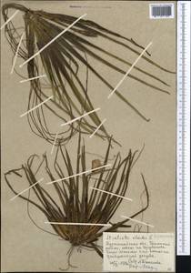 Stratiotes aloides L., Middle Asia, Northern & Central Kazakhstan (M10) (Kazakhstan)