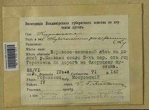 Pleurozium schreberi (Willd. ex Brid.) Mitt., Bryophytes, Bryophytes - Middle Russia (B6) (Russia)