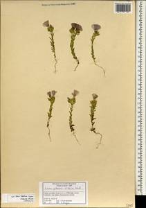 Linum pubescens, South Asia, South Asia (Asia outside ex-Soviet states and Mongolia) (ASIA) (Syria)